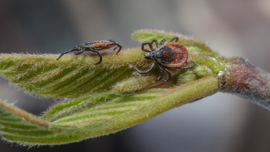 Nu börjar fästingarna att vakna